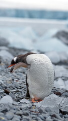 Fototapeta premium Gentoo penguin (Pygoscelis papua) preening on the beach at Brown Bluff, Antarctica