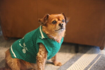chihuahua dog sitting on the floor wearing a green and white sweater for the saint patrick day 