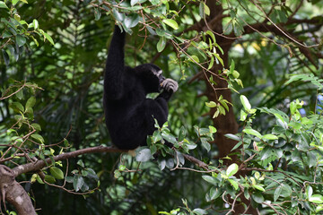 Chnees By nature, Chnees like to live in trees.