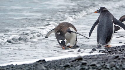Gentoo penguin (Pygoscelis papua) drinking water on the beach at Brown Bluff, Antarctica