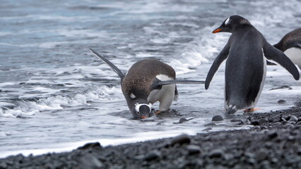 Gentoo penguin (Pygoscelis papua) drinking water on the beach at Brown Bluff, Antarctica