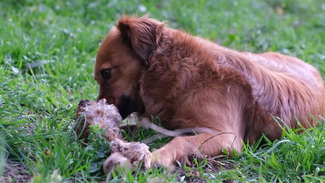 4k v&iacute;deo. Slow motion Adorable perro marr&oacute;n comiendo tranquilamente un hueso muy grande en el c&eacute;sped del jard&iacute;n. Dieta barf