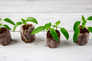 Roots of bell pepper seedlings are well developed in peat tablet.