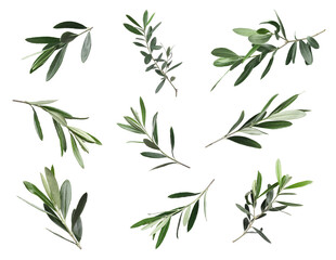 Naklejka na ściany i meble Set of olive twigs with fresh green leaves on white background