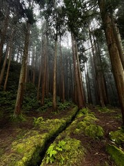footpath in the forest