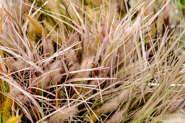 Artificial Plants and Flowers in multicolor for indoor and outdoor decorations.