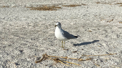 seagull on the beach