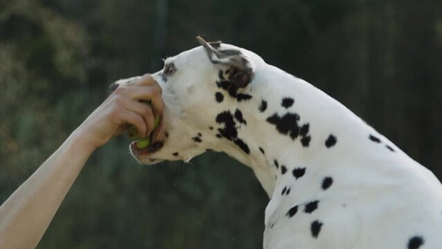 A Dalmatian dog jumps and grabs a toy in the owner's hand. Slow motion close-up.