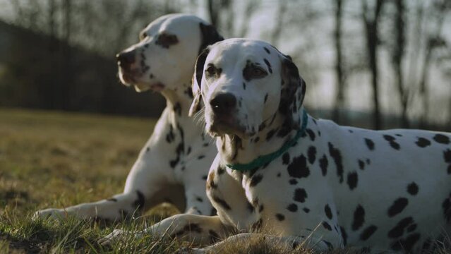 Two adult Dalmatian dogs lie on a meadow in the sun. Close-up head shot. 