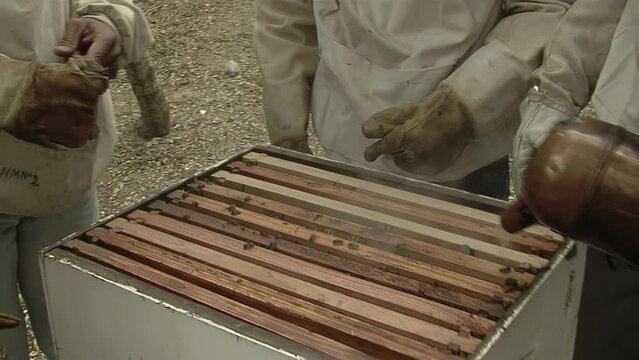 Beekeeper holds a Frame with Bees, Honey Production, Apiary in Nature, Bees on Honeycomb. Close Up.