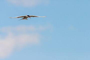 Common tern (sterna hirundo) flying in the sky. Place for text.
