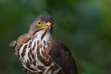 Crested Goshawk