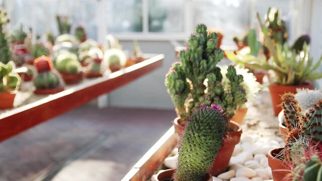 Collection of various succulents and plants in colored pots. Potted cactus and house plants against The stylish interior garden.