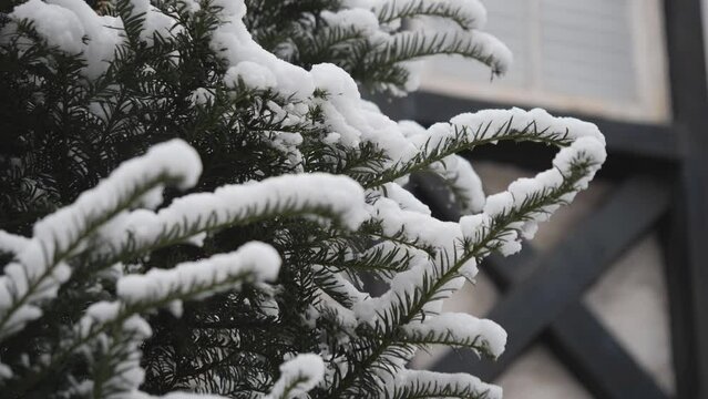 Snow falling on the pine tree branches.