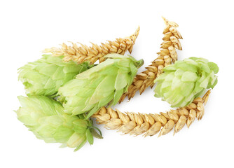 Fresh green hops and wheat spikes on white background, top view