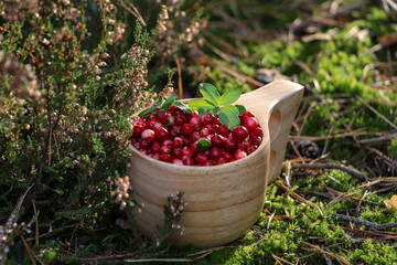 Many ripe lingonberries in wooden cup on sunny day outdoors