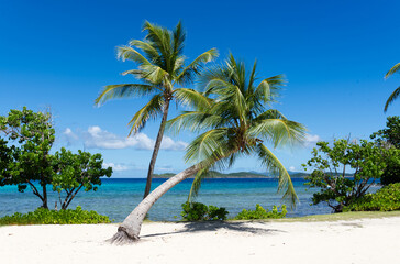 palm trees on the beach