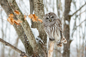Curious Barred Owl (Strix Varia) Gazing at the Viewer