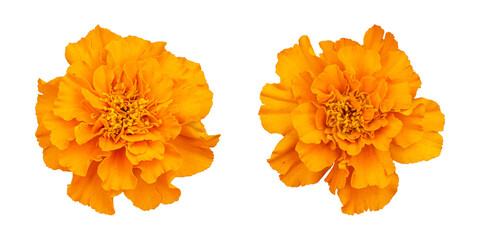 Orange marigold flower isolated on transparent background - obrazy, fototapety, plakaty