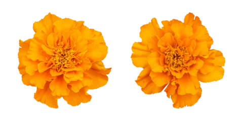 Tuinposter Orange marigold flower isolated on transparent background © floralpro