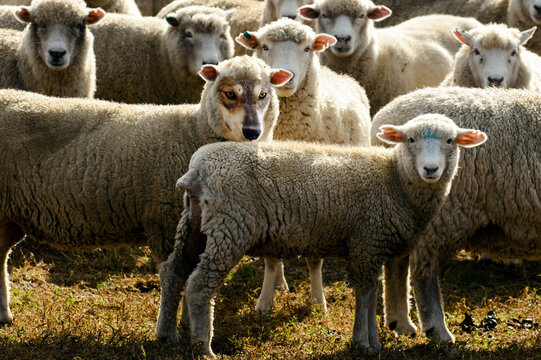 Wolf in sheep's clothing hiding among a flock of sheep