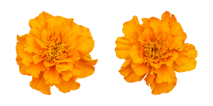 Orange marigold flower isolated on transparent background