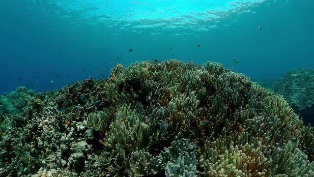 Soft and hard corals. Underwater fish garden reef. Reef coral scene.
