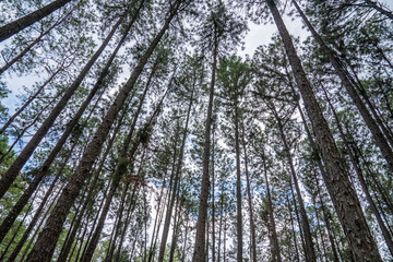 An ant’s eye view of the pine trees shows the dusky sky above the pine trees.