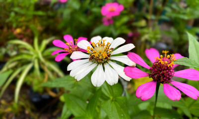 Obraz premium Close up of white and purple Zinnia flower . Zinnia flower in the garden