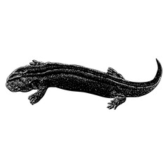 Hellbender hand drawing. Vector illustration isolated on background.