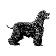 Irish Water Spaniel hand drawing. Vector illustration isolated on background.