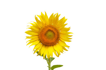 Sunflower isolated on transparent background png file	