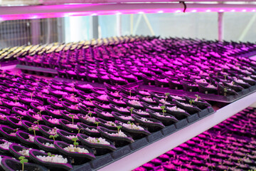Trays of seedlings and herbs under ultraviolet light