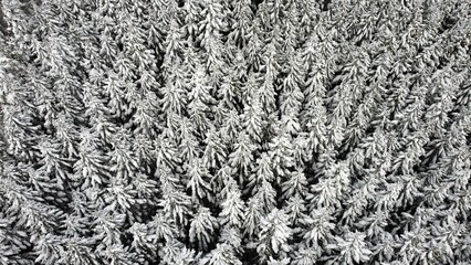 雪化粧した木々