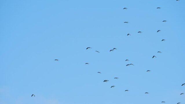 Many birds flying in the sky. Silhouette of wild bird herons in the sky