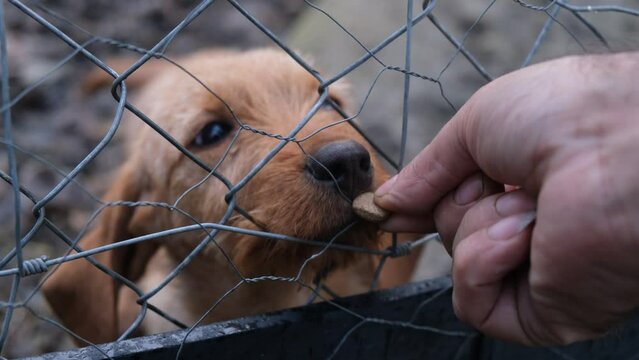 4k vídeo. Slow motion Perro cachorro marrón tras la valla de una perrera mueve la cola contento cuando le dan de comer