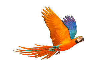Fototapeta premium Colorful flying parrot isolated on transparent background png file 