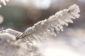 Close Up Snow Covered Winter Spruce Frost Branches. Christmas Tree Background.