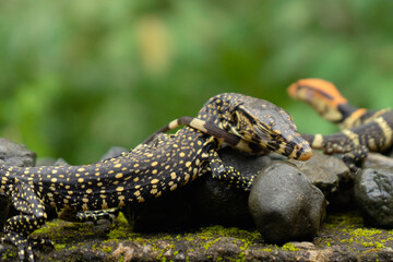 Monitor Lizard on the rock
