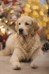 golden retriever for new year and Christmas in a country house