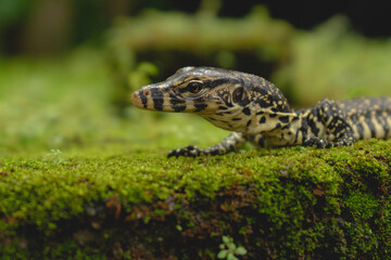 Monitor Lizard on the rock