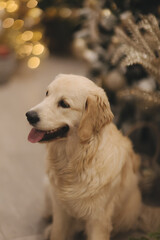 golden retriever for new year and Christmas in a country house