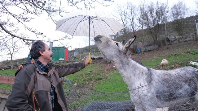 4k v&iacute;deo. Slow motion Hombre tapando a un burro blanco y gris de la lluvia con un paraguas en un d&iacute;a de invierno en el campo. Amor animal