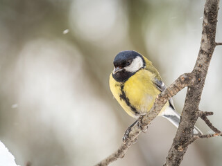 Cute bird Great tit, songbird sitting on a branch without leaves in the autumn or winter.