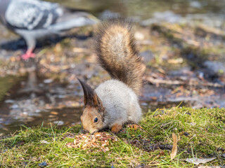 Squirrel in autumn or spring with nut on the green grass with fallen yellow leaves