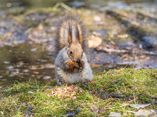 Squirrel in autumn or spring with nut on the green grass with fallen yellow leaves