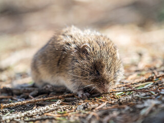 A closeup of a Common vole, Microtus arvalis, on the ground with a blurry background
