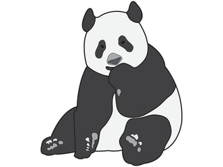 Panda in line art style on white background.