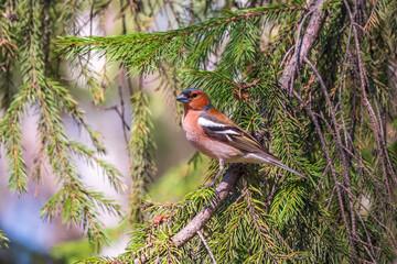 Common chaffinch, Fringilla coelebs, sits on a branch in spring on green background. Common chaffinch in wildlife.