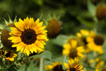 Close-up shot of a bright yellow sunflower in bloom, clear front and blurred back for background and texture.